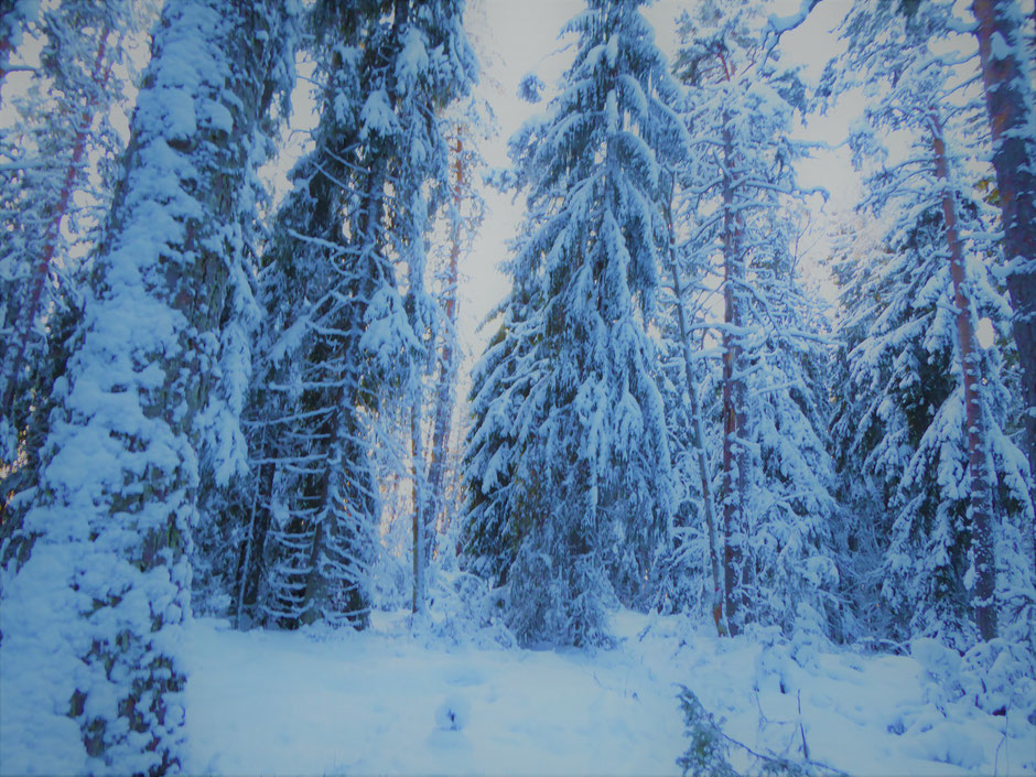 Winterwald Finnland Sysmä