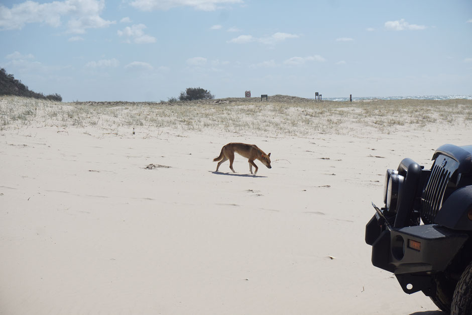 Dingo am Strand