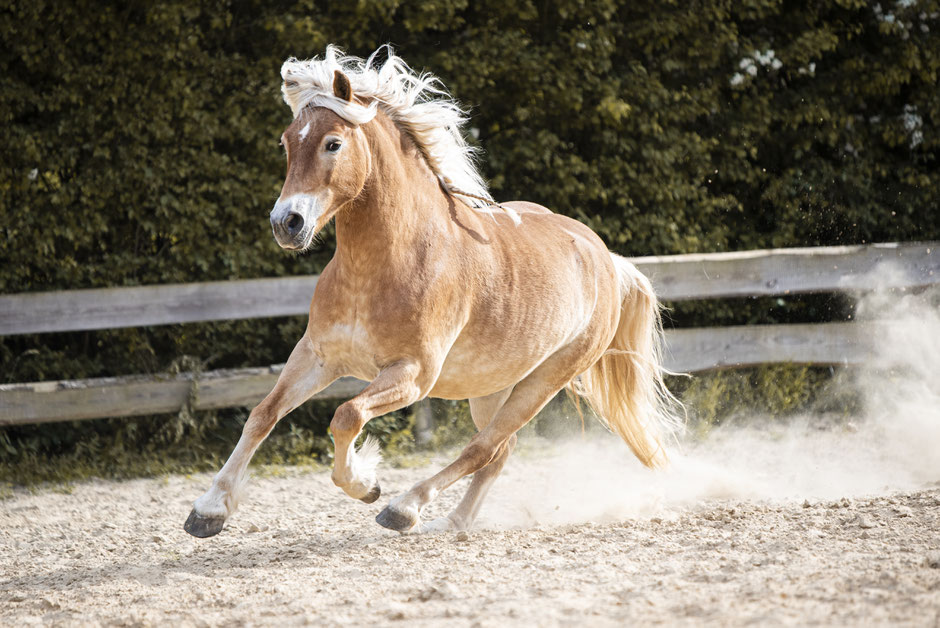 Haflinger im Galopp auf der Koppel