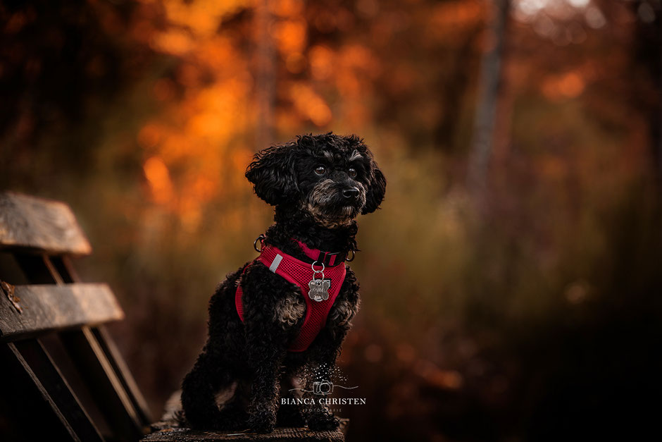 Fotowalk-mit-Hund-in-Weilburg