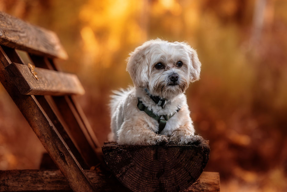 Fotoshooting mit deinem Hund. Ein Bild von Deinem Hund in Weilburg, Westerwald, Koblenz.
