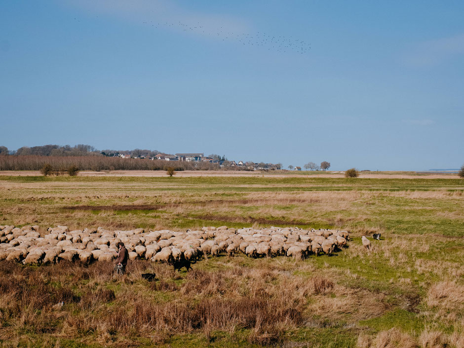 Flock of salt meadow lambs in the Baie de Somme near Saint-Valéry