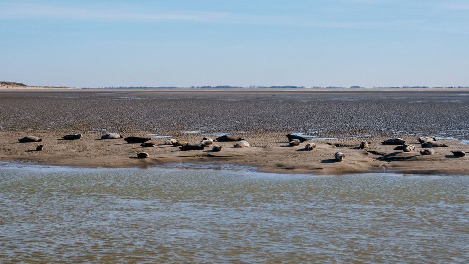 Seal colony in Le Hourdel