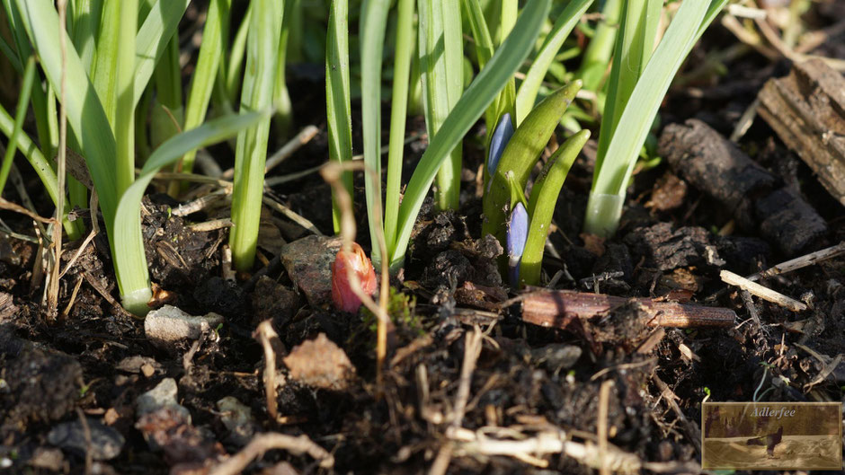 MenschundNatur, blumen, Frühling