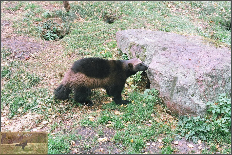 menschundnatur-unserezukunft, naturschutz, tierschutz, vielfraß, marder