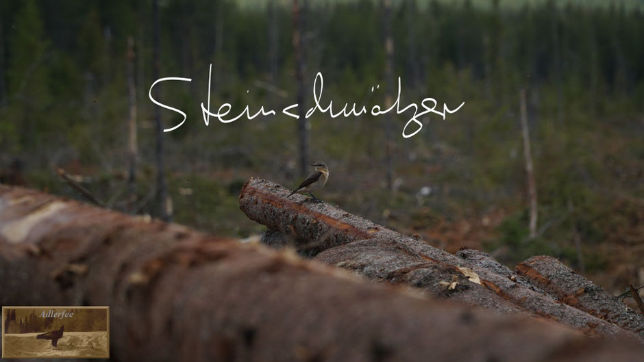 menschundnatur-unserezukunft, singvögel, holzeinschlag