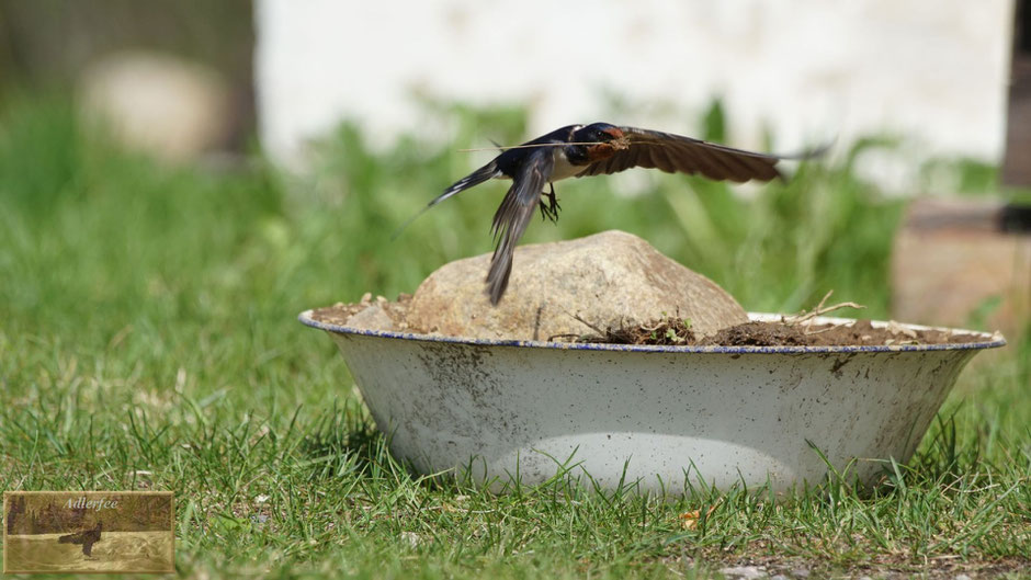 menschundnatur-unserezukunft, schwalben singvögel