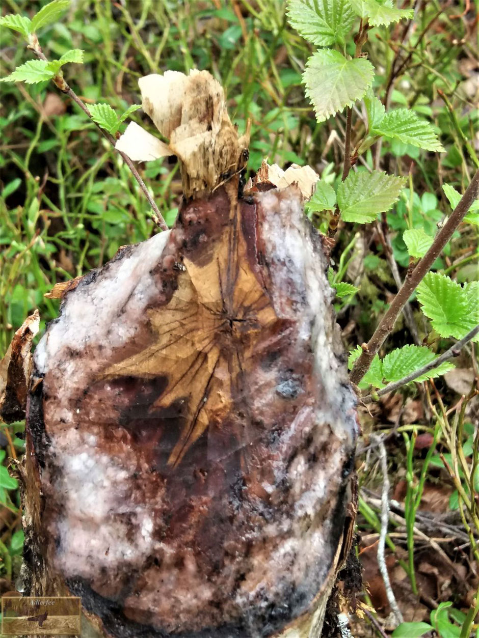 menschundnatur-unserezukunft, natur, pflanzen,biber