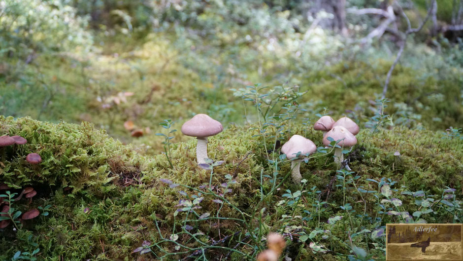 Stillleben Pilze