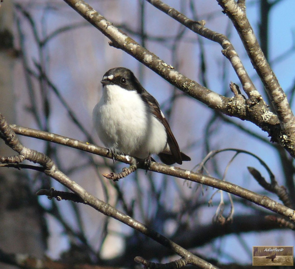 Singvögel, Trauerschnäpper, MenschundNatur