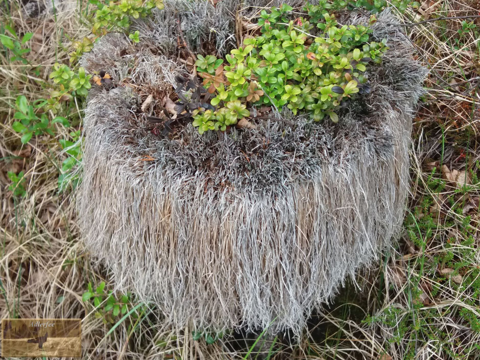 menschundnatur-unserezukunft, natur, pflanzen