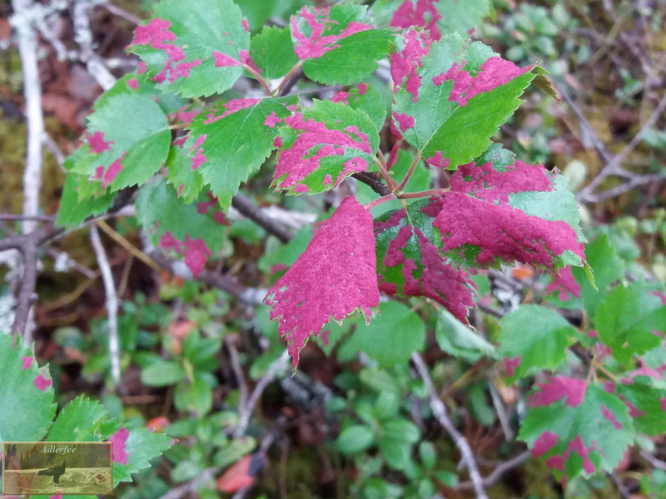 menschundnatur-unserezukunft, natur, pflanzen,birke