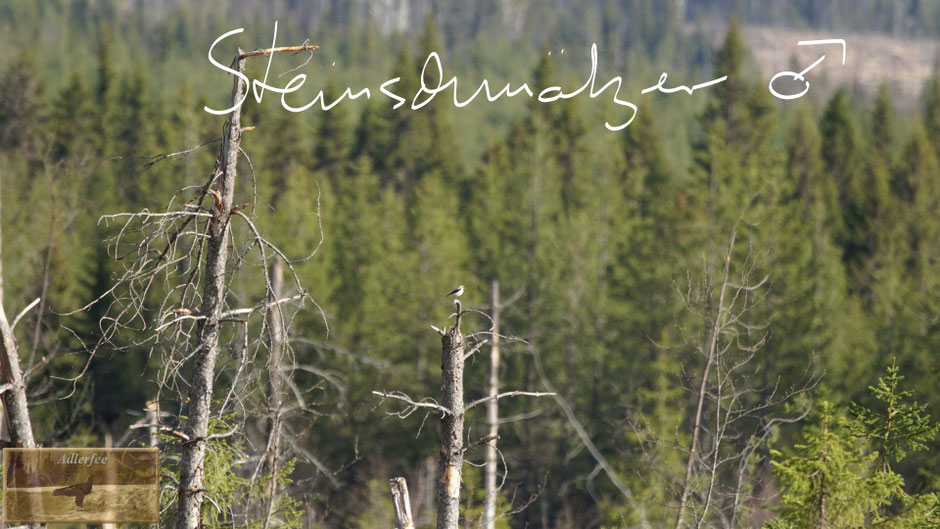 menschundnatur-unserezukunft, singvögel, holzeinschlag