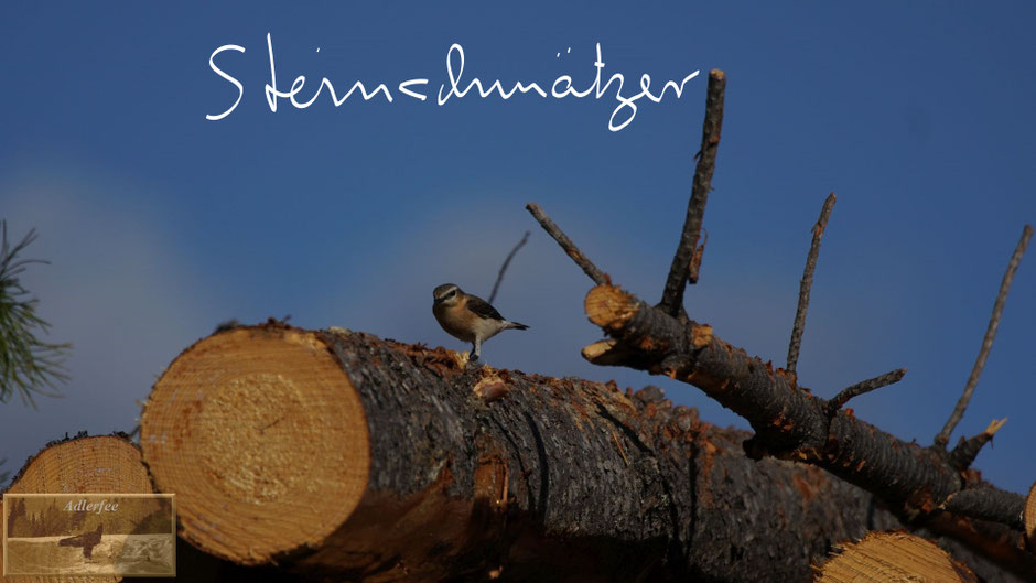 menschundnatur-unserezukunft, singvögel, holzeinschlag