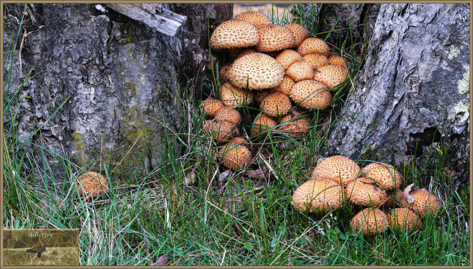 menschundnatur-unserezukunft, birke, pflanzen, pilze