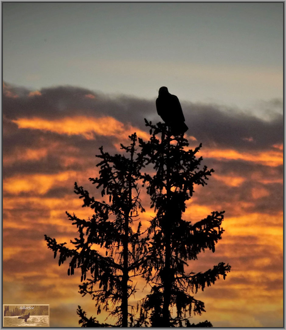 menschundnatur-unserezukunft, adler,