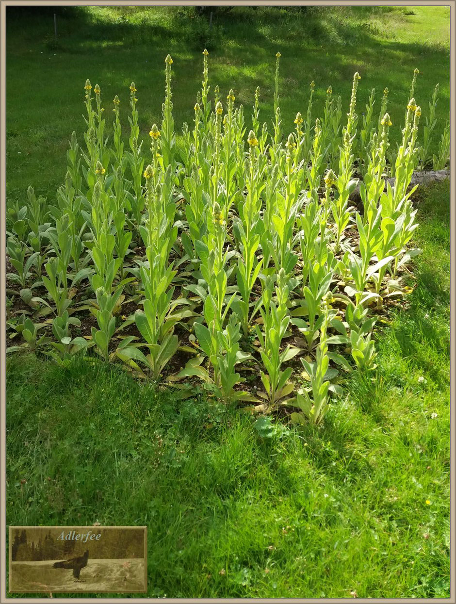 Königskerzen - wegen des kalten und recht verregneten Sommers öffnen sich nur wenige Blüten.  Auch ein Augenblick dieses Sommers. Wie es im nächsten Jahr wird kann man nicht wissen.