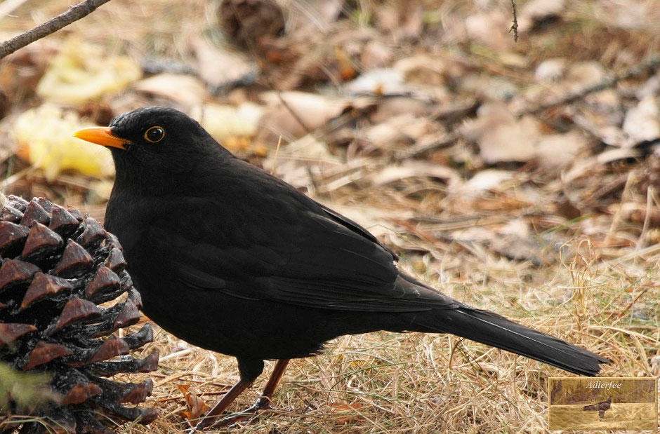 menschundnatur-unserezukunft, singvögel, amsel
