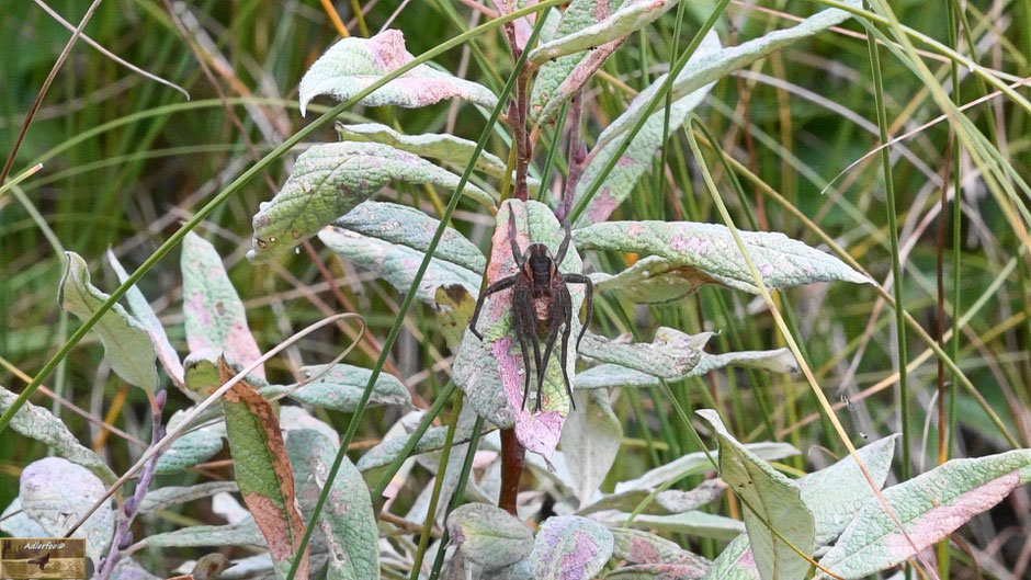 Wasserspinne mit Kokon