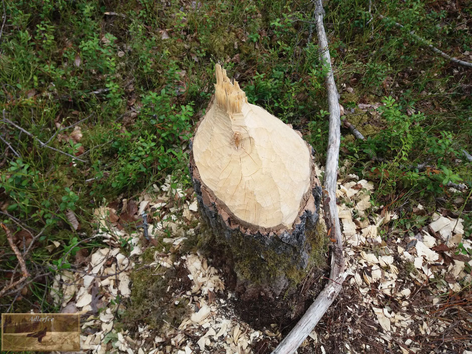 menschundnatur-unserezukunft, natur, pflanzen, biber