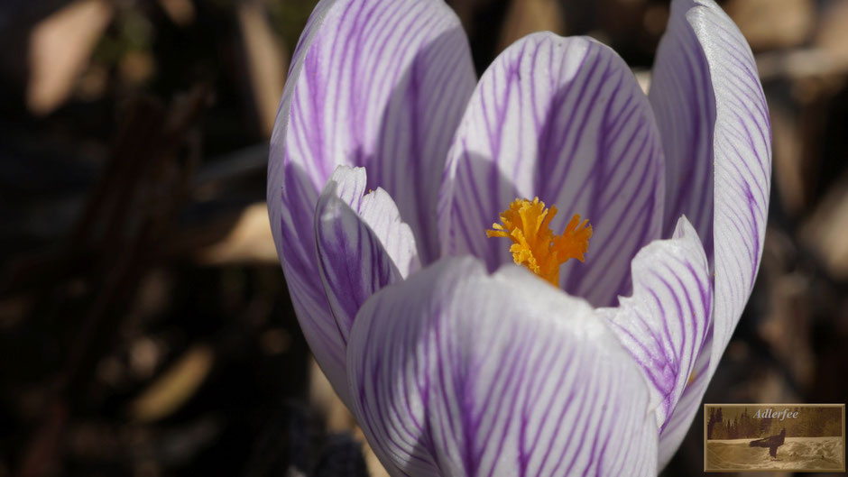 MenschundNatur, Blumen, Frühling