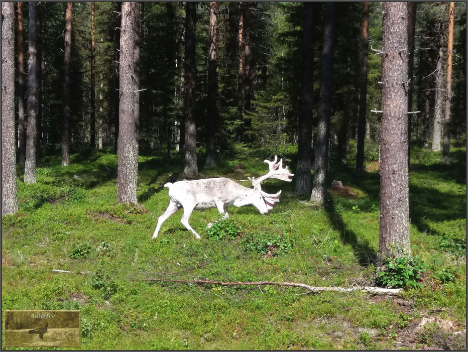 Und dann auch noch ein weißes Ren, ganz plötzlich war es da, lautlos bewegte es sich durch den Wald