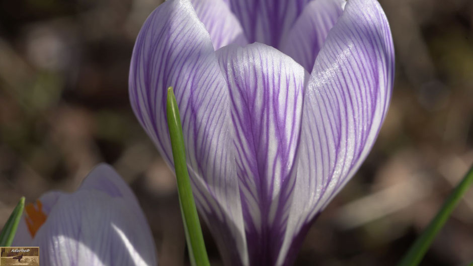 Diese Krokus steht an einer warmen Stelle im Garten, unter einer Birke.