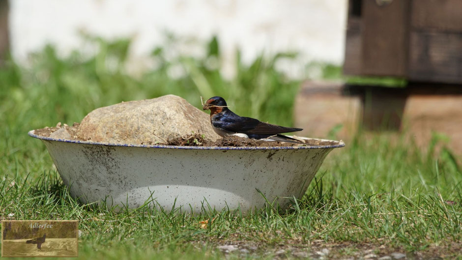 menschundnatur-unserezukunft, singvögel, schwalben