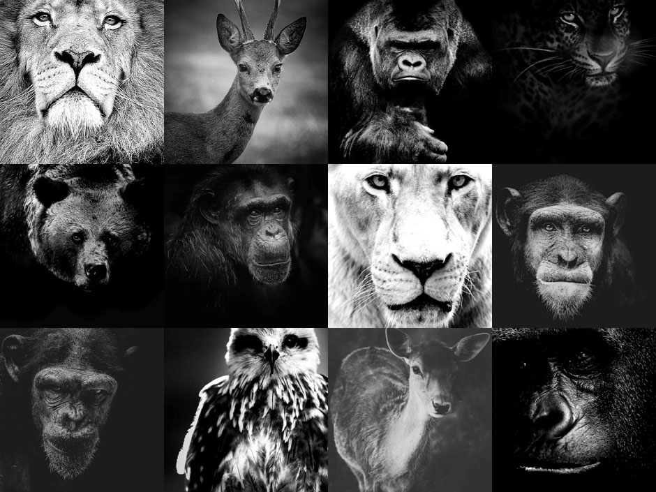 portrait headshot d'animaux en noir et blanc