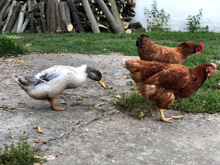 Out of respect we rather show you some animals of the farm instead of blaming the french people who were so loud