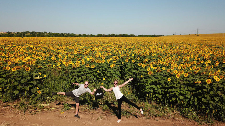 sunflower field in Bulgaria - Travelbees