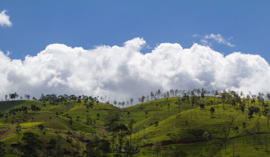 green Tea estate Sri Lanka - Travelbees