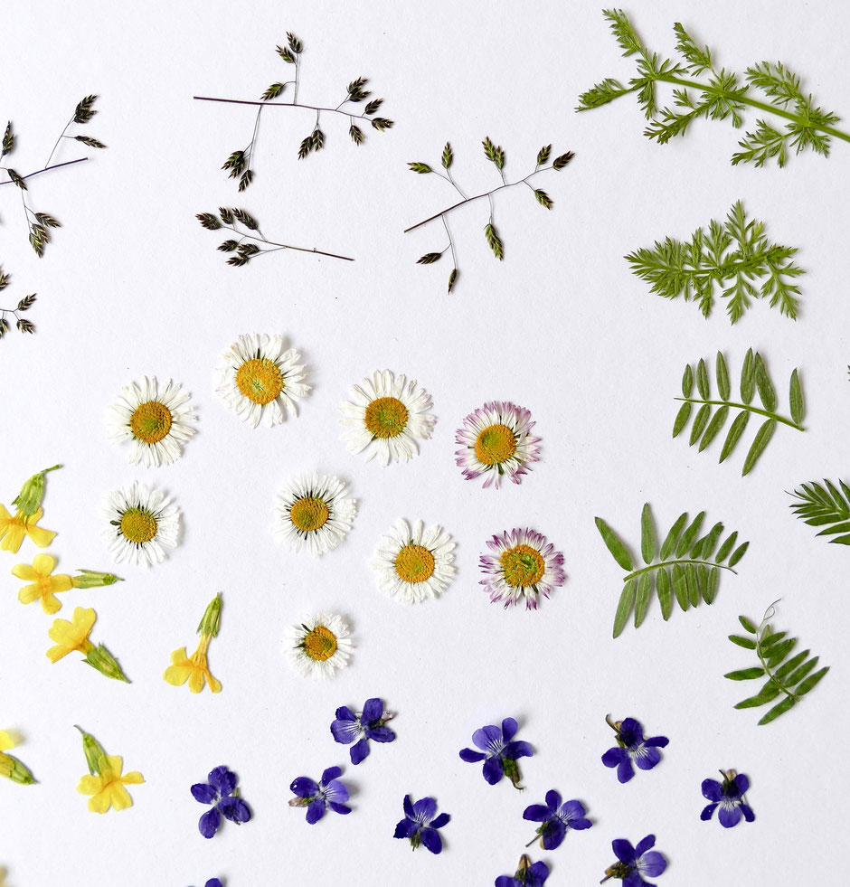 Getrocknete Blumen aus der Mikrowelle