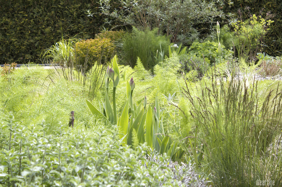 dieartigeBLOG - GARTEN // Katzenminze, Schwertlilien, Gräser Fenchel