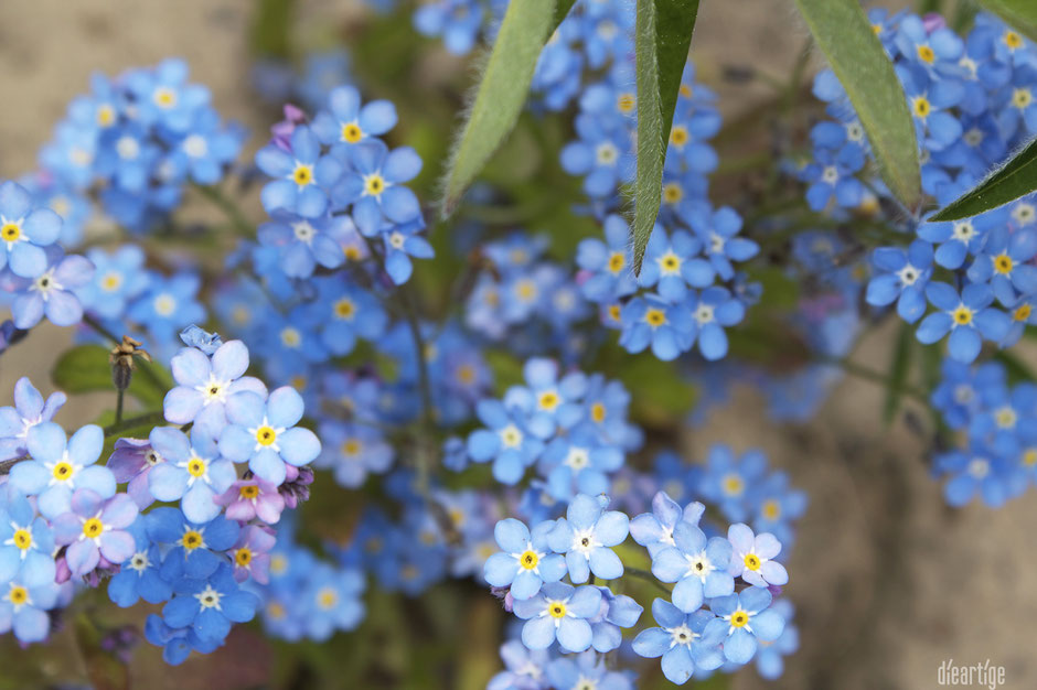 dieartigeBLOG - Frühling, im Kiesgarten, Vergissmeinicht