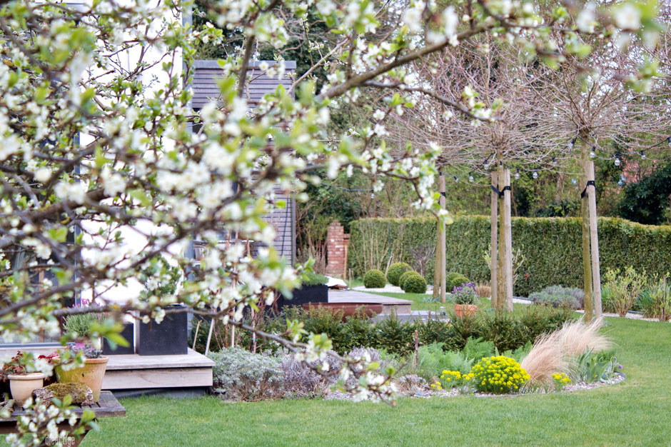 Pflaumenblute Im April Garten Dieartige Design Studio