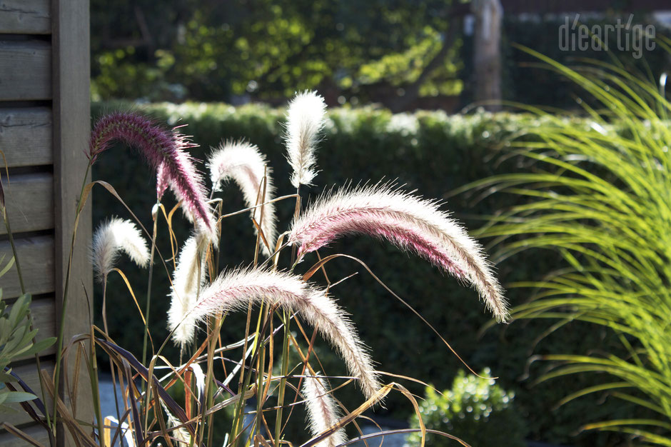 dieartigeBLOG - Herbst - Afrikanisches Lampenputzergras