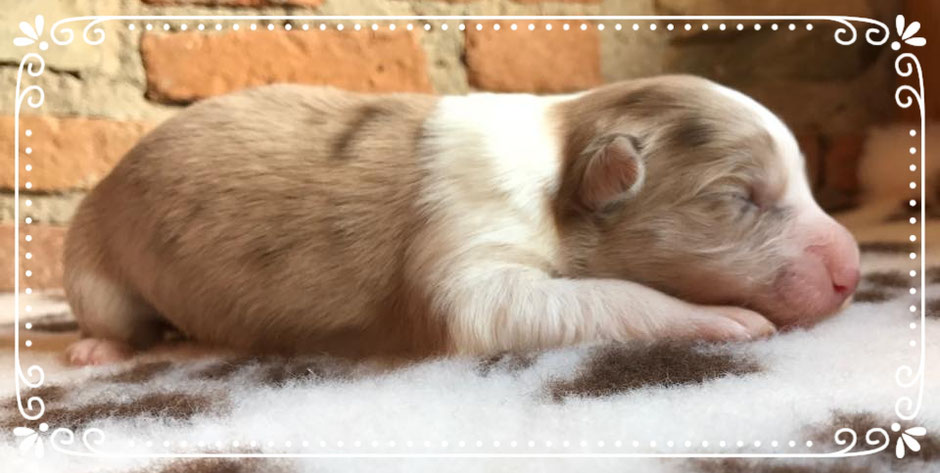 Allevamento Cani Border Collie Bergamo Brescia E Provincia