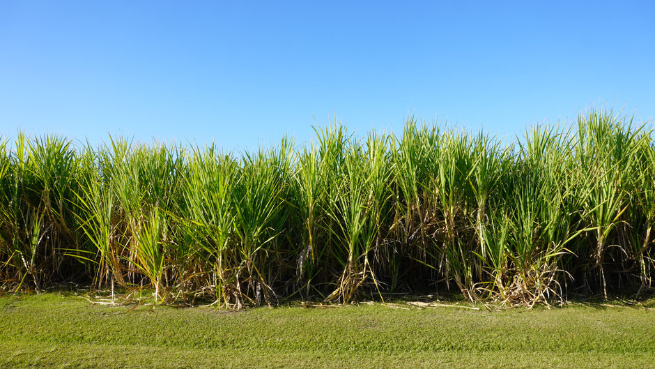 Zuckerrohr - hat noch ein halbes Jahr bis zur Ernte