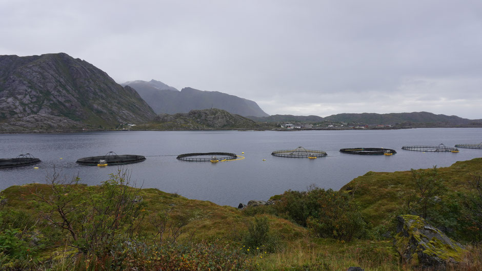 Fischfarm im Fjord