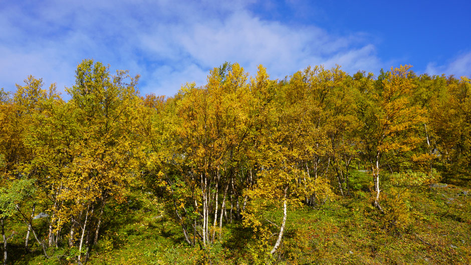 Herbstgold in nordischer Birke