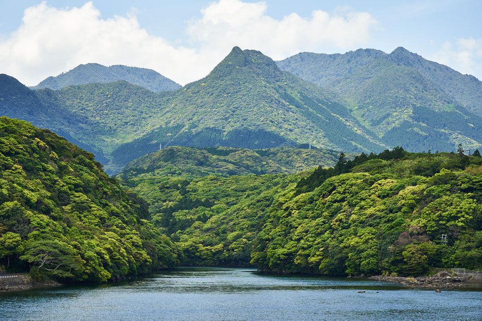 屋久島・安房川と明星岳　照葉樹の新緑に包まれて