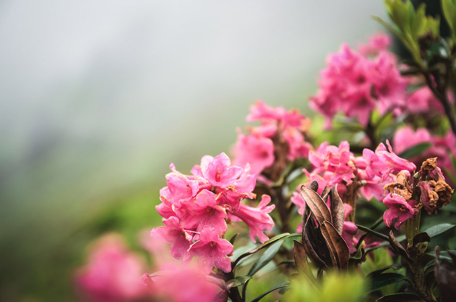 Almrosen - die schönste Bergblume Tirols