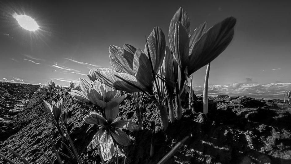 Floraison au Safran de Cotchia, photo Léonard Eric