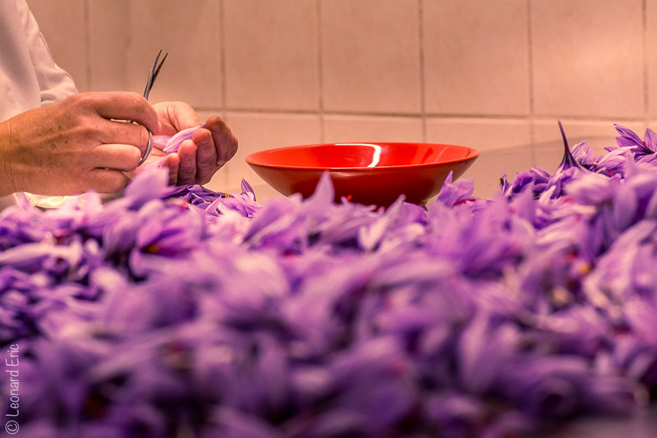 photo léonard eric, l'émondage du safran, elle se fait après la récolte des fleurs de safran.