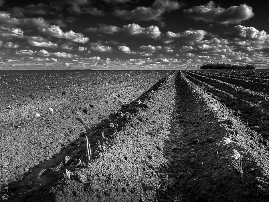 Le Safran de Cotchia une culture naturelle et artisanal. Un safran de très grande qualité.Photo Léonard Eric