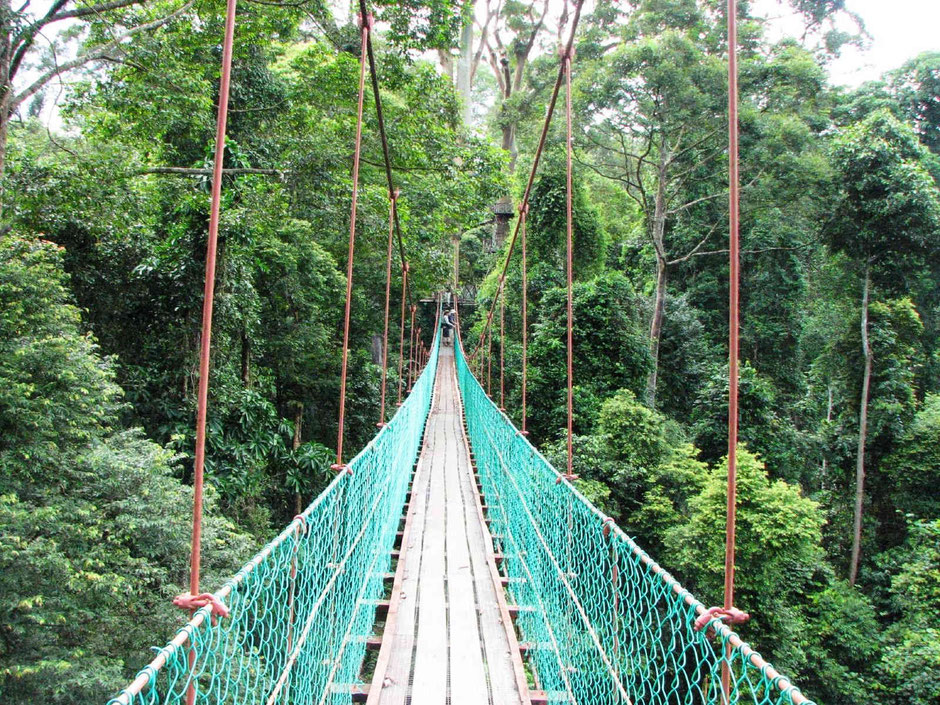 Machtige jungle van Danum Valley in Sabah op Borneo