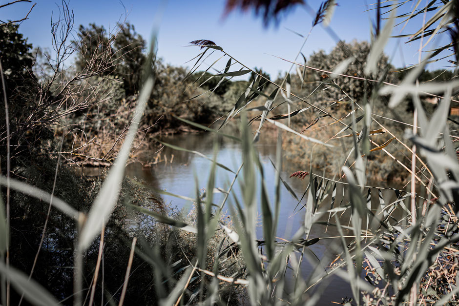 Camargue paysage