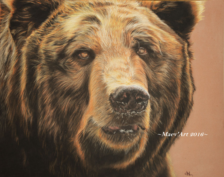 Portrait de grizzly aux pastels secs