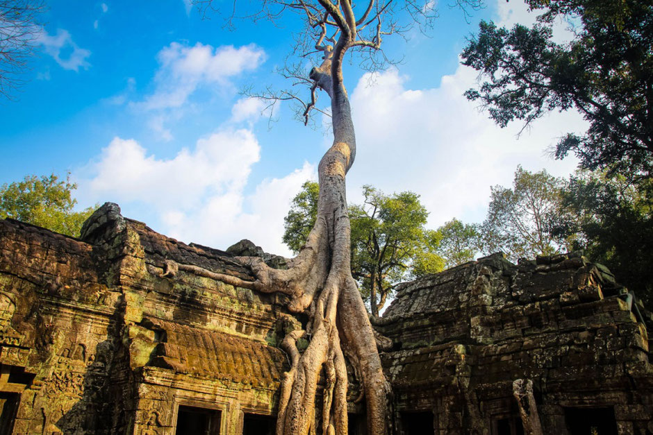 Árbol crece en tejado de templo antiguo